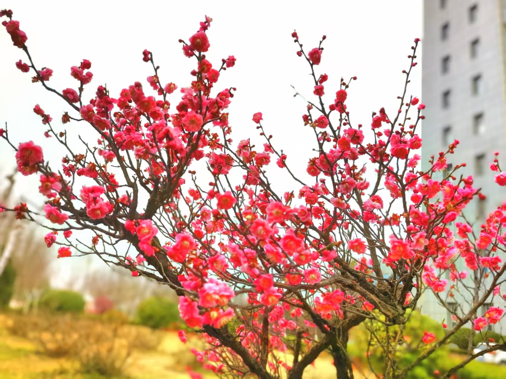 图书信息楼的红梅